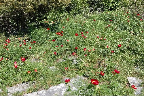 Paeonia peregrina